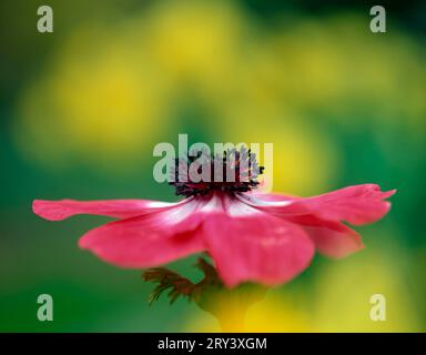 Fleur du vent 'Mona Lisa' (Anemone coronaria hybride) Banque D'Images