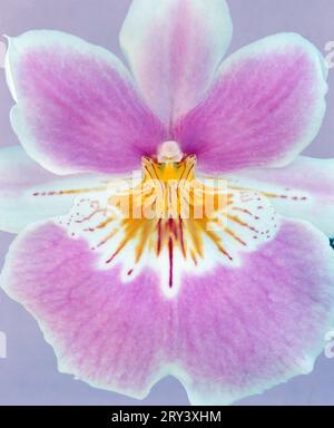 Fleur d'orchidée (Miltonia) Banque D'Images