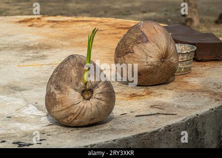 Zihuatanejo, Mexique - 18 juillet 2023 : Parque Ecoturístico llamado la Chanequera. Noix de coco avec pousse verte gros plan sur une surface en béton plane Banque D'Images