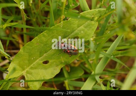 Cantharis rustica famille Cantharidae genre Cantharis marin rustique coléoptère nature sauvage papier peint insecte, photographie, image Banque D'Images