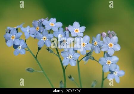 Forgetmenot Bois, Schleswig-Holstein, Allemagne (Myosotis sylvatica) Banque D'Images