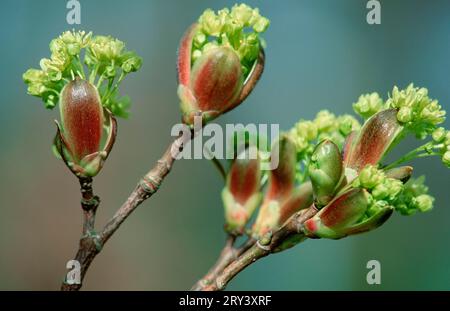 L'érable de Norvège (Acer platanoides) fleurit Banque D'Images