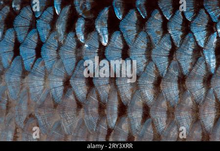 Cafard des Balkans (Rutilus rutilus), écailles Banque D'Images