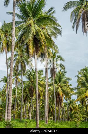 Zihuatanejo, Mexique - 18 juillet 2023 : Parque Ecoturístico llamado la Chanequera. Portrait de plantation de noix de coco. Geen sous ciel bleu clair Banque D'Images