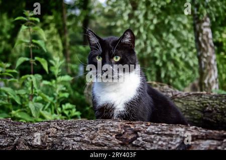 tomcat noir et blanc en attente Banque D'Images