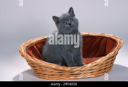 British Shorthair, bleu, chaton dans le panier, BKH, British Shorthair, Chartreux, chat chartreux Banque D'Images