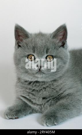 British Shorthair, Bleu, chaton, BKH, British Shorthair, Chartreux, Charterhouse Cat Banque D'Images