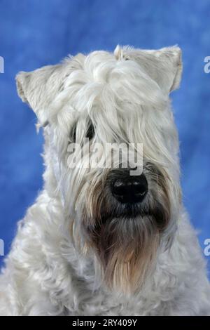 Irish Soft Coated Wheaten Terrier Banque D'Images