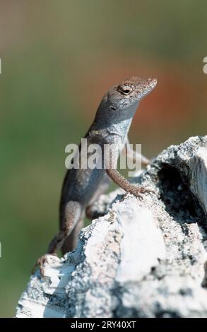 Anole brun (Anolis sagrei), île de Sanibel, Floride, États-Unis Banque D'Images