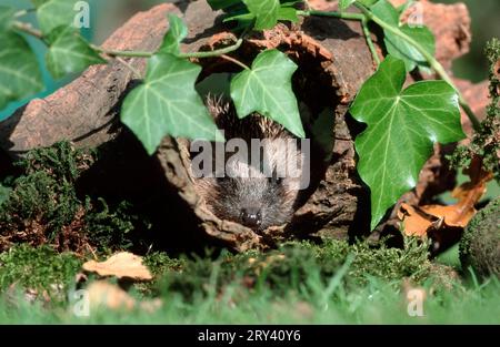 Hérisson européen (erinaceus europaeus), juvénile, Rhénanie du Nord-Westphalie, caché, Allemagne Banque D'Images