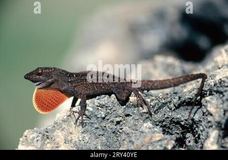 Anole brun (Anolis sagrei), île de Sanibel, Floride, États-Unis Banque D'Images