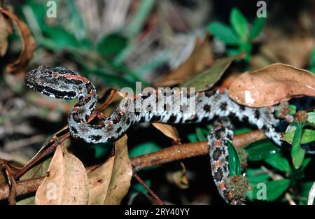 Serpent pygmée, parc national des Everglades, Floride, États-Unis (Sistrurus miliarius barbouri) Banque D'Images