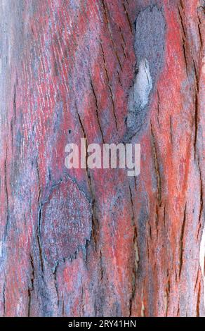 Gomme de cidre Gunns (Eucalyptus gunnii) Banque D'Images