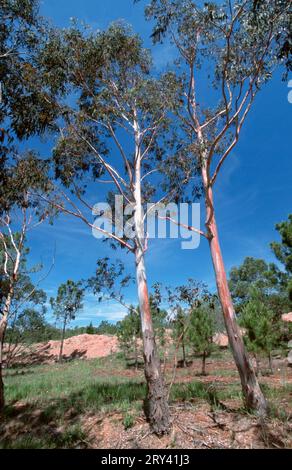 Gunns Eucalyptus Plantation, Provence, gomme de cidre (Eucalyptus gunnii) Banque D'Images