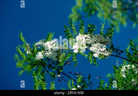 Le robinier (Robinia pseudoacacia) Banque D'Images