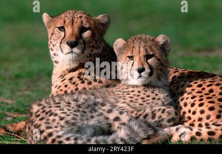 Guépard (Acinonyx jubatus) avec ourson Banque D'Images