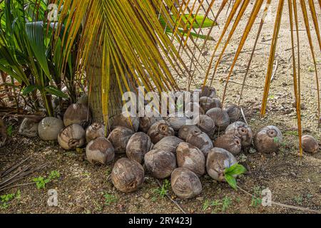 Zihuatanejo, Mexique - 18 juillet 2023 : Parque Ecoturístico llamado la Chanequera. Bouquet de vieilles noix de coco laissées pour leur permettre de tirer sur la plantation Banque D'Images