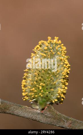 Saule de chèvre, grand salaud (Salix caprea), chat mâle, Rhénanie du Nord-Westphalie, Allemagne Banque D'Images