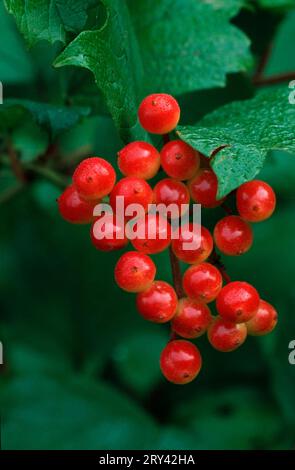 Baies de la Rose jaune, rose des Guelders (Viburnum opulus), Allemagne Banque D'Images