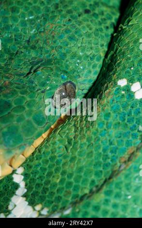 Emerald Tree Boa (Corallus caninus) Banque D'Images