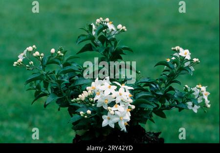 Vigne de pomme de terre, solanum laxum semblable au jasmin (Solanum jasminoides), ombre de nuit grimpante à fleurs de jasmin, cygne blanc, ombre de nuit Jasmin, vigne de pomme de terre Banque D'Images