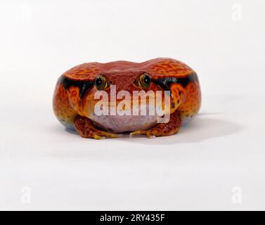 La grenouille tomate (Dyscophus antongilii) a coupé des espèces Banque D'Images