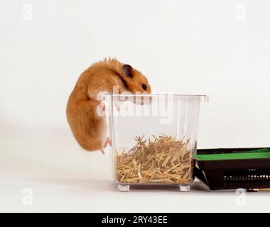 Hamster doré (Mesocricetus auratus) grimpant dans la boîte Banque D'Images