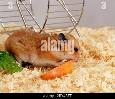 Hamster doré (Mesocricetus auratus) mangeant un morceau de pomme Banque D'Images