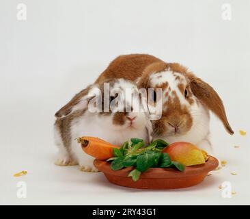 Lapin à oreilles lopées avec des jeunes au bol de plat d'alimentation, lapin bélier avec des jeunes au bol d'alimentation, lapin, intérieur, studio Banque D'Images