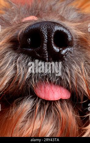 Chien mixte, nez Banque D'Images
