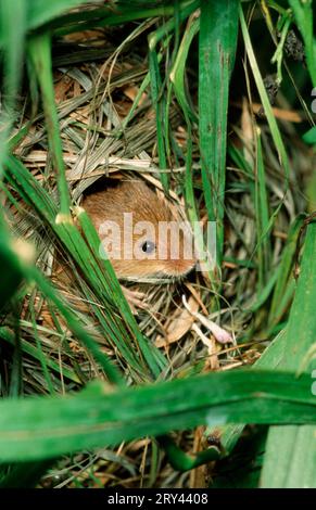 Souris de récolte eurasienne de l'ancien monde (Micromys minutus) Banque D'Images