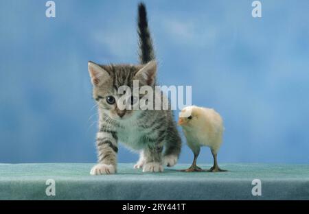 Poussins de poule et chaton domestiques, poussins et chaton domestiques, chat domestique, chat domestique, chaton, jeune, jeune oiseau, chiot, oiseau, poulet Banque D'Images