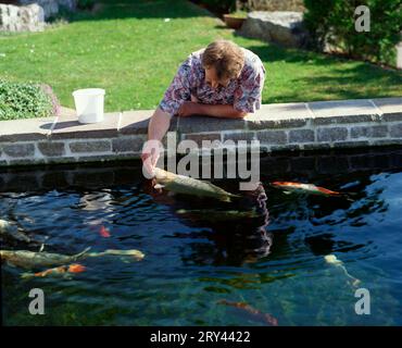 Homme nourrissant Kois dans l'étang de jardin (Cyprinus carpio) Banque D'Images