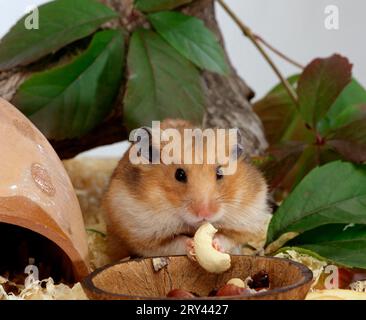 Hamster doré (Mesocricetus auratus) mangeant des noix Banque D'Images