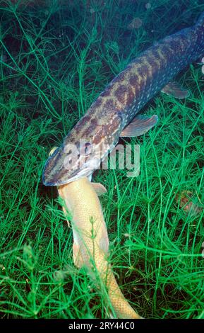 Brochet du Nord mangeant du barbeau commun (Barbus barbus), Rhin, brochet (Esox lucius) mangeant du barbeau commun, affluent du Rhin, Gedde, Allemagne Banque D'Images