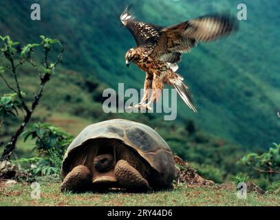 Le bourdonnier des Galapagos atterrit sur la tortue géante des Galapagos, volcan Alcedo, îles Galapagos, Équateur (Buteo galapagoensis) (Testudo elephantopus) Banque D'Images