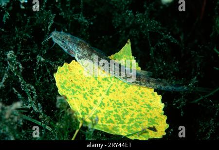 Loche épinée, Autriche, Bass (Cobitis taenia), Styrie, autres animaux, autres animaux, poissons, poissons, sous l'eau, sous l'eau, eau douce, doux Banque D'Images