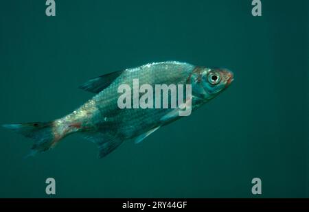 Dorade argentée, Autriche, Blicca bjoerkna (Abramis bjoerkna) Nebenarm der Drau, Kaernten, Andere Tiere, autres animaux, Fische, poisson, Unterwasser, sous Banque D'Images