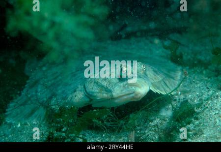 Flet européen, mer Baltique, flet commun d'Europe (Platichthys flesus), mer Baltique, autres animaux, autres animaux, poissons, poisson Banque D'Images