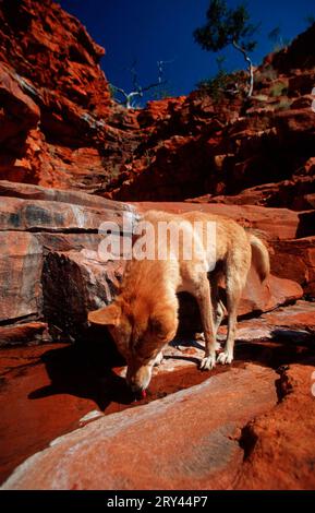 Dingo (Canis familiaris dingo) buvant, territoire du Nord, Australie Banque D'Images