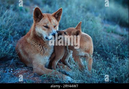 (Canis lupus dingo) Banque D'Images