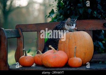 Chat domestique avec des citrouilles sur le banc de jardin Banque D'Images