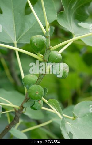 Figues sur arbre, figue commune (Ficus carica) sur arbre, plantes, famille du mûrier, Moraceae, vert, vert, fruits, fruits Banque D'Images