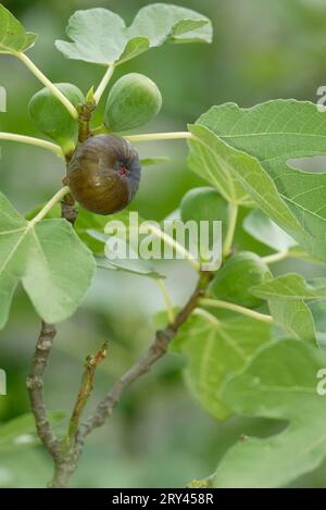 Figues sur arbre, figue commune (Ficus carica) sur arbre, plantes, famille du mûrier, Moraceae, vert, vert, fruits, fruits Banque D'Images