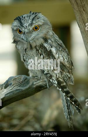 Tawny frogmouth (Podargus strigoides), Australie, Eulenschwalm, australien / Banque D'Images