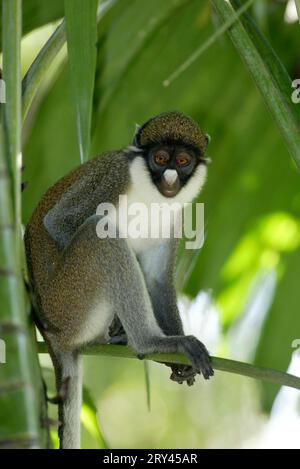 Singe à nez blanc, Kleine Weissnasenmeerkatze, Guénon à nez blanc (Cercopithecus petaurista) Banque D'Images