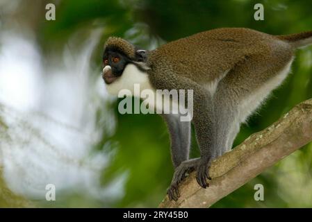 Petit singe à nez blanc, Kleine Weissnasenmeerkatze, petit Guénon à nez blanc (Cercopithecus petaurista), seitlich, Side Banque D'Images