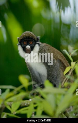 Singe à nez blanc, Kleine Weissnasenmeerkatze, Guénon à nez blanc (Cercopithecus petaurista) Banque D'Images