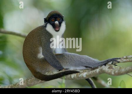 Singe à nez blanc, Kleine Weissnasenmeerkatze, Guénon à nez blanc (Cercopithecus petaurista) Banque D'Images