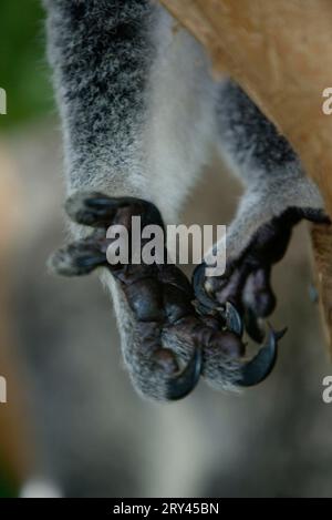 Koala (Phascolarctos cinereus), main avec griffes, Australie, Koala, main avec griffes, Australie Banque D'Images